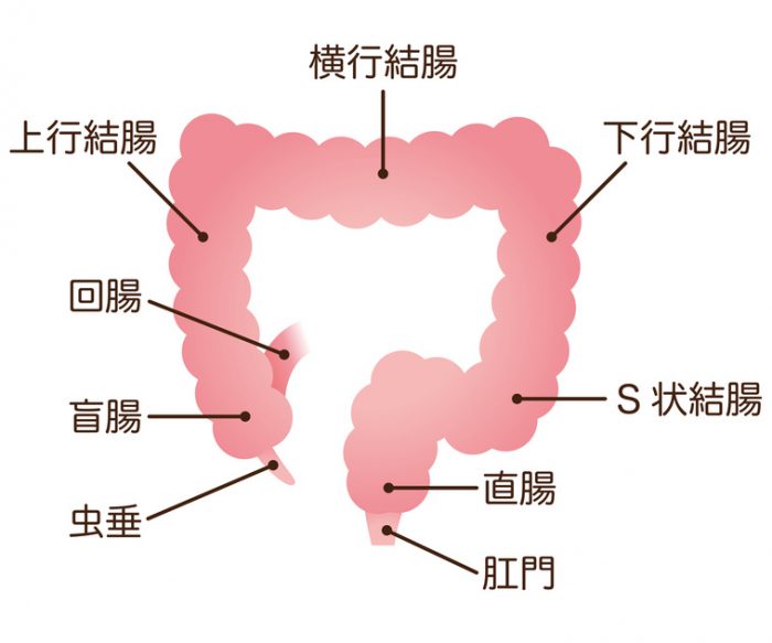 大腸がんと診断されたら【初めての大腸がん検査】  カラーダ記事検索