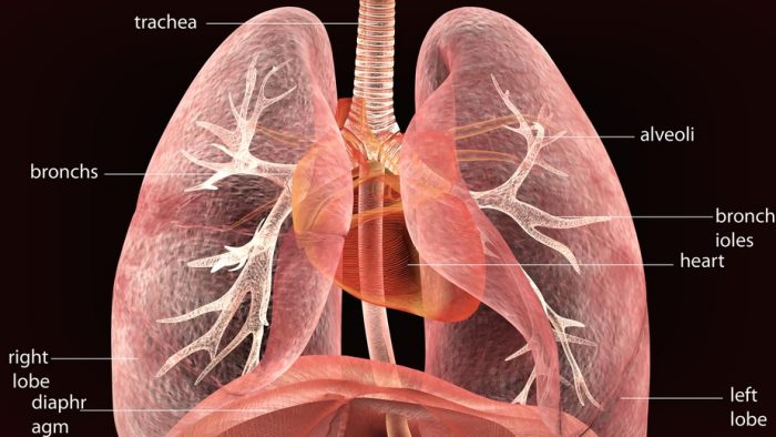 人間ドックのオプション、肺がんを調べる検査「胸部CT撮影